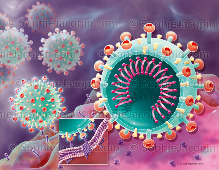 Illustration medicale_Coronavirus - Fixation à la cellule hôte