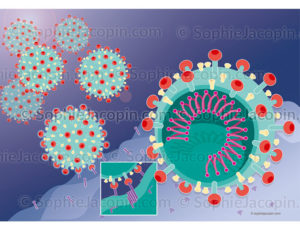 Fixation du coronavirus à la cellule hôte - © sophie jacopin