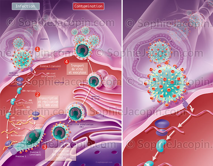 Replication-coronavirus-SARS-COV2 Replication-coronavirus-SARS-COV2 - © sophie jacopin