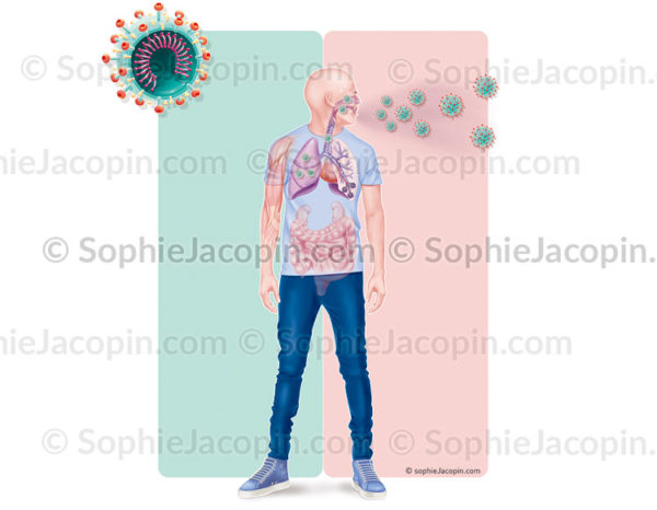 COVID-19, les symptômes provoqués par le coronavirus, SARS-COV-2 - © sophie jacopin