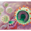 COVID 19 fixation du virus SRASC-CoV-2 à la cellule hôte - © sophie jacopin