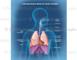 Cage thoracique délimitant les rapports des poumons avec les autres organes dans la cavité thoraciques - © sophie jacopin