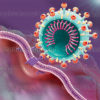 Coronavirus, fixation à la cellule hôte, protéine S, récepteur ACE2 - © sophie jacopin