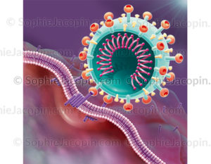 Coronavirus, fixation à la cellule hôte, protéine S, récepteur ACE2 - © sophie jacopin