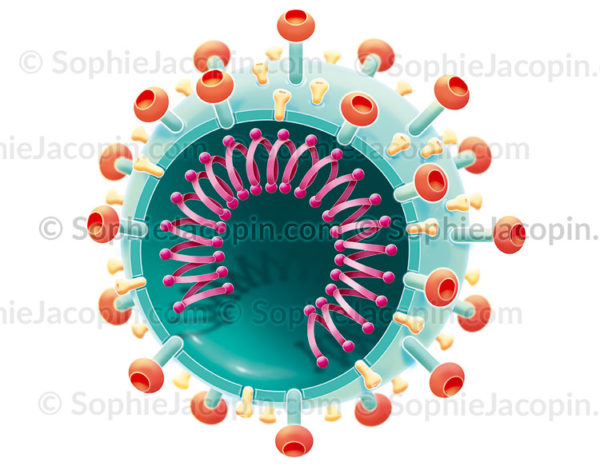 Coronavirus-SARS-CoV-2, virus qui a provoqué la pandémie de 2019-2020 - © sophie jacopin