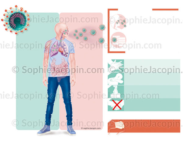 Coronavirus, symptômes et complications, modes de contamination, gestes de prévention - © sophie jacopin