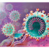 Coronavirus, fixation du SRAS-CoV-2 au récepteur membranaire ACE2 grâce à la protéine S (spicule) - © sophie jacopin