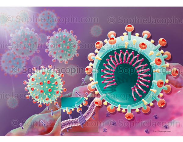 Coronavirus, fixation du SRAS-CoV-2 au récepteur membranaire ACE2 grâce à la protéine S (spicule) - © sophie jacopin