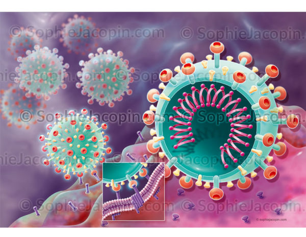 Fixation du coronavirus, SARS-CoV-2 à la cellule hôte grâce au couple spicule/récepteur ACE2 - © sophie jacopin