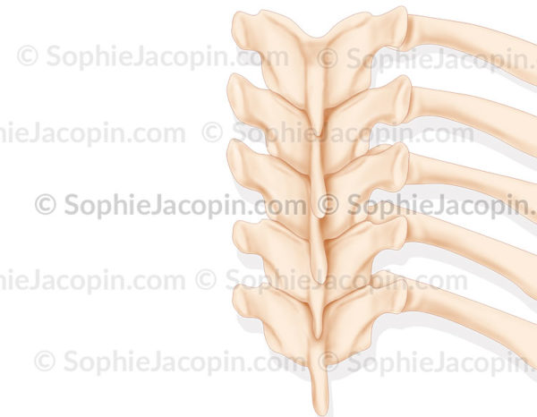 L'angle costo-vertébrale chez l'adulte forme un angle aigu - © sophie jacopin