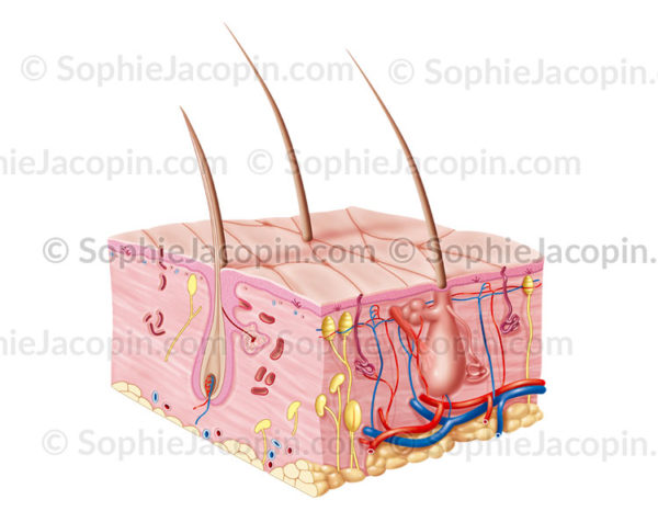 Coupe de peau de bébé, anatomie et structure du système tégumentaire - © sophie jacopin