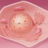 Kératinocyte, cellule épithéliale, detrmatologie, peau - © sophie jacopin