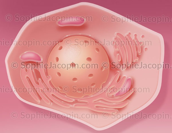 Kératinocyte, cellule épithéliale, detrmatologie, peau - © sophie jacopin
