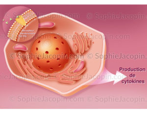 Kératinocyte et récepteur membranaire Toll R4 dans l'acné - © sophie jacopin
