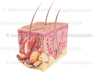 Peau adulte, anatomie et structure du système tégumentaire - © sophie jacopin