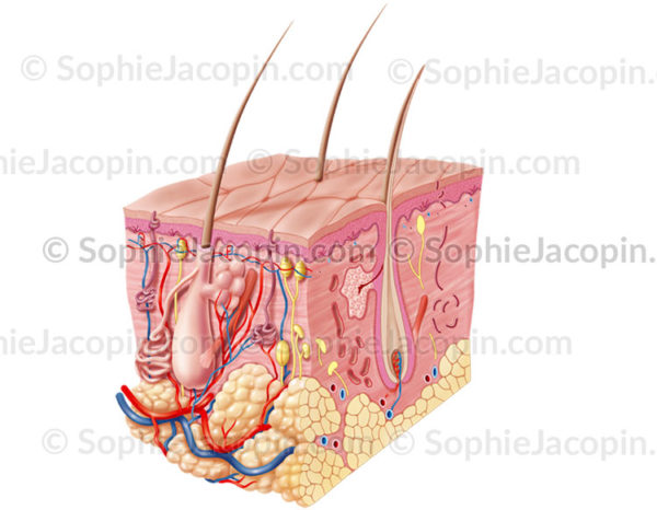 Peau adulte, anatomie et structure du système tégumentaire - © sophie jacopin