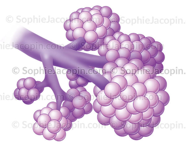 Les alvéoles pulmonaires chez l'adulte forment des sacs alvéolaires - © sophie jacopin