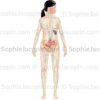 Système lymphatique chez l’adulte, réseau lymphatique, ganglions, organes lymphoïdes - © sophie jacopin