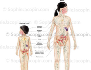Système lymphatique enfant et adulte, réseau lymphatique, ganglions, organes lymphoïdes - © sophie jacopin