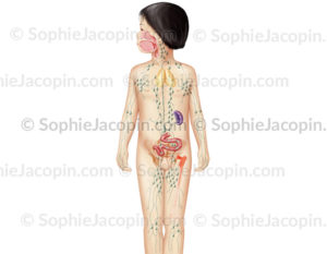 Système lymphatique chez l’enfant, réseau lymphatique, ganglions, organes lymphoïdes - © sophie jacopin