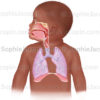 Le système respiratoire chez l'enfant en bas-âge - © sophie jacopin
