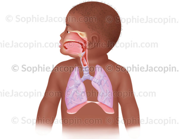Le système respiratoire chez l'enfant en bas-âge - © sophie jacopin