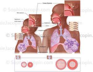 Comparaison entre le système respiratoire chez l'enfant en bas âge et l'adulte - © sophie jacpoin