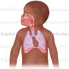 Les voies ORL et pulmonaires chez l'enfant en bas-âge - © sophie jacopin