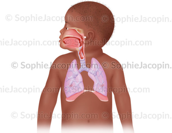 Les voies ORL et pulmonaires chez l'enfant en bas-âge - © sophie jacopin