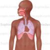 Les voies respiratoires chez l'adulte ou le-'anatomie du système respiratoire - © sophie jacopin