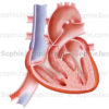 Anatomie du cœur du fœtus, foramen ovale, canal veineux d’Arantius. - © sophie jacopin