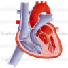 Anatomie du cœur d’un nourrisson, organe cardiaque à la naissance - © sophie jacopin