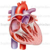 Anatomie du cœur adulte en coupe en vue antérieure et péricarde - © sophie jacopin
