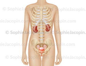 Anatomie du système urinaire féminin dans la silhouette d'une adolescente, et ses qautre structures, lreins, uretères, vessie et urètre. - © sophie jacopin