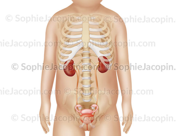 Anatomie du système urinaire féminin dans la silhouette d’une fillette de 3 ans. © sophie jacopin