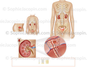 Anatomie comparative de l'appareil génito-urinaire chez une fillette de 3 ans et une adolescente. © sophie jacopin