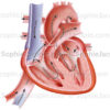 Cœur d’un fœtus, anatomie pédiatrique, foramen ovale, canal veineux d’Arantius - © sophie ajcopin