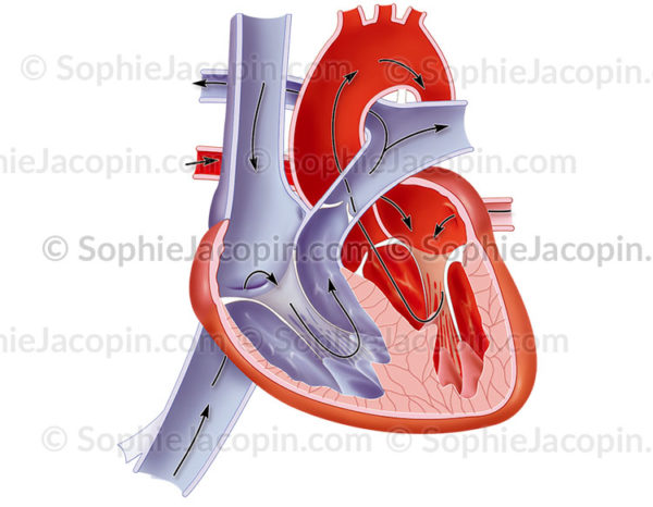 Cœur d’un nourrisson, organe cardiaque à la naissance - © sophie jacopin