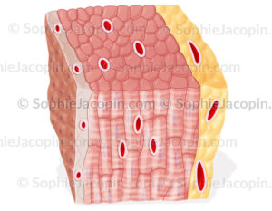 Structure de la paroi cardiaque, endocarde, myocarde, épicarde - © sophie jacopin