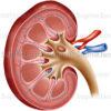 Structure du rein, coupe frontale d’un rein et uretère, système urinaire - © sophie jacopin