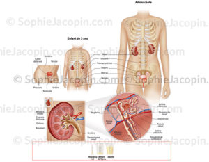 Anatomie comparative du système urinaire chez une fillette de 3 ans et une adolescente. © sophie jacopin