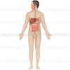 Anatomie de l’appareil digestif chez l’adulte, système digestif homme - © sophie jacopin