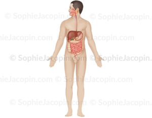 Anatomie de l’appareil digestif chez l’adulte, système digestif homme - © sophie jacopin