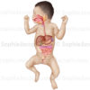 L’anatomie digestive du nouveau-né - pédiatrie - © sophie jacopin