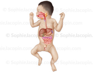 L’anatomie digestive du nouveau-né - pédiatrie - © sophie jacopin