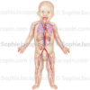 Aappareil circulatoire du nourrisson, sytème cardio-vasculaire artério-veineux - pédiatrie -© sophie jacopin
