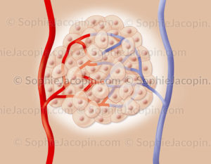 Capillaires sanguins tissulaires relient les artérioles aux veinules - © sophie jacopin
