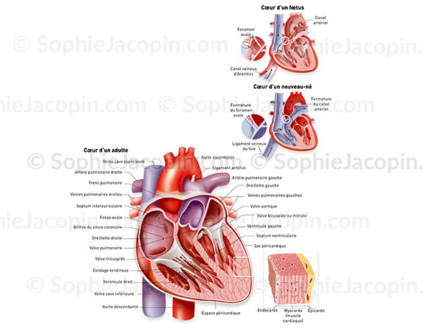 Cœur chez l’enfant, fœtus, nouveau-né et adulte et structure de la paroi cardiaque - © sophie jacopin