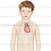 Position du coeur dans le thorax d'un enfant de 7 ans - Pédiatrie - © sophie jacopin