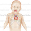Position du cœur dans la cage thoracique d’un nourrisson - pédiatrie - © sophie jacopin